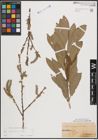 Foto von Salix cinerea L.